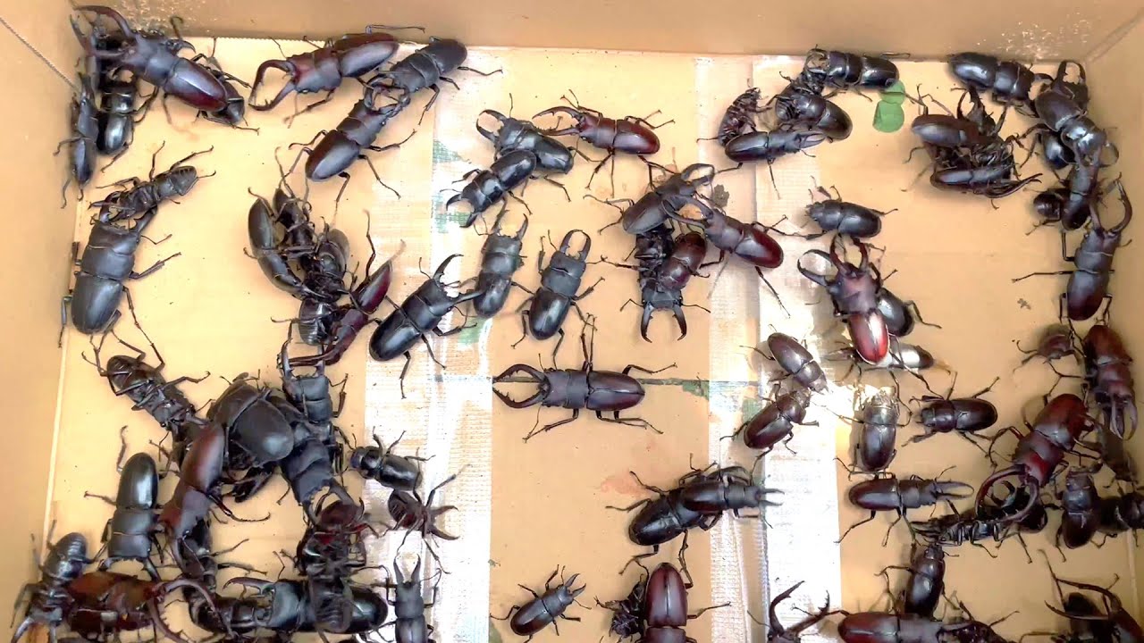 An island occupied by stag beetles - Iki Insect Collecting Diary