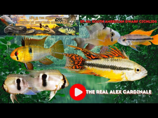 Life in The Amazon Ep. 46: South American Dwarf Cichlids - YouTube