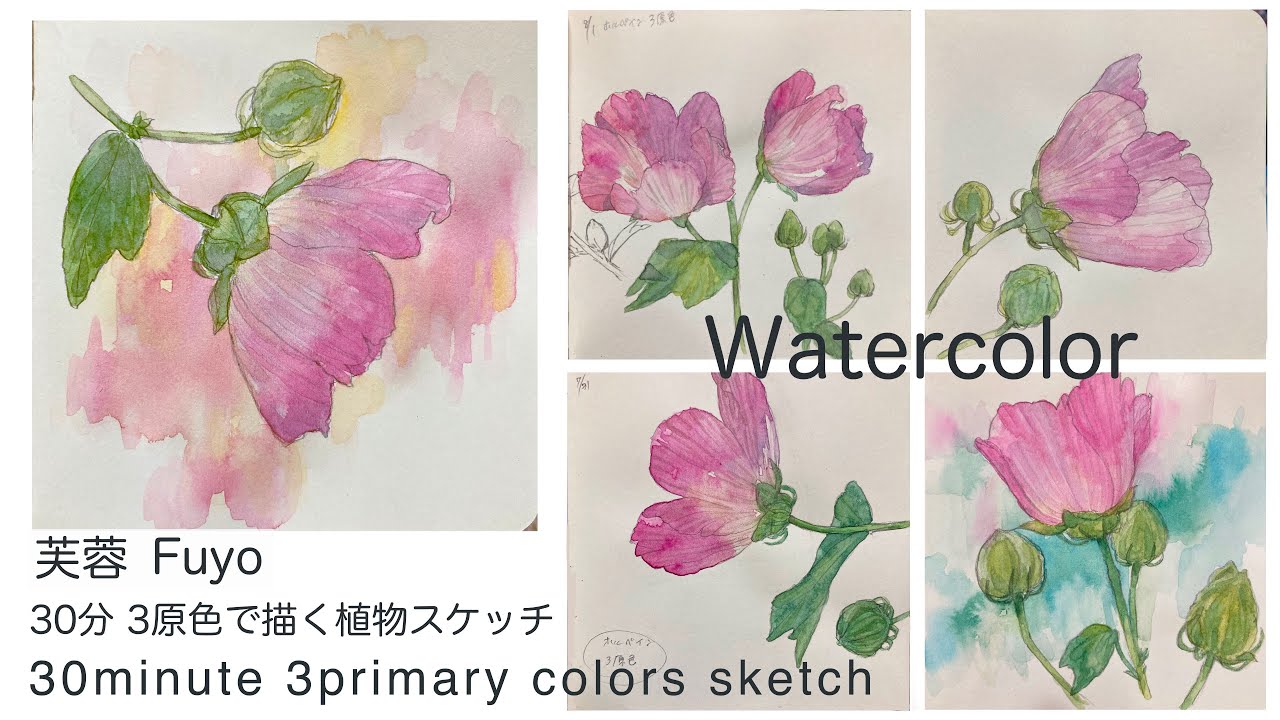 30分スケッチ」透明水彩の3原色で描く植物-芙蓉 How to draw