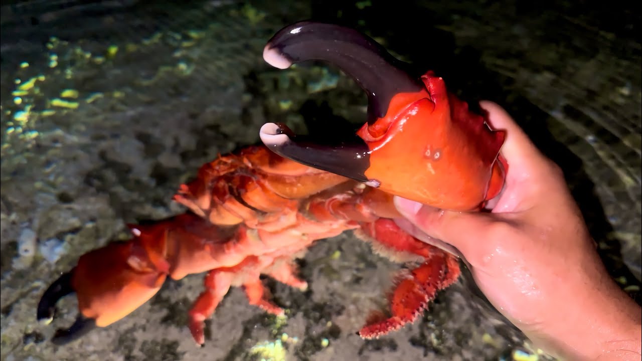 A gigantic crab was hiding in a crevice between rocks [3-day