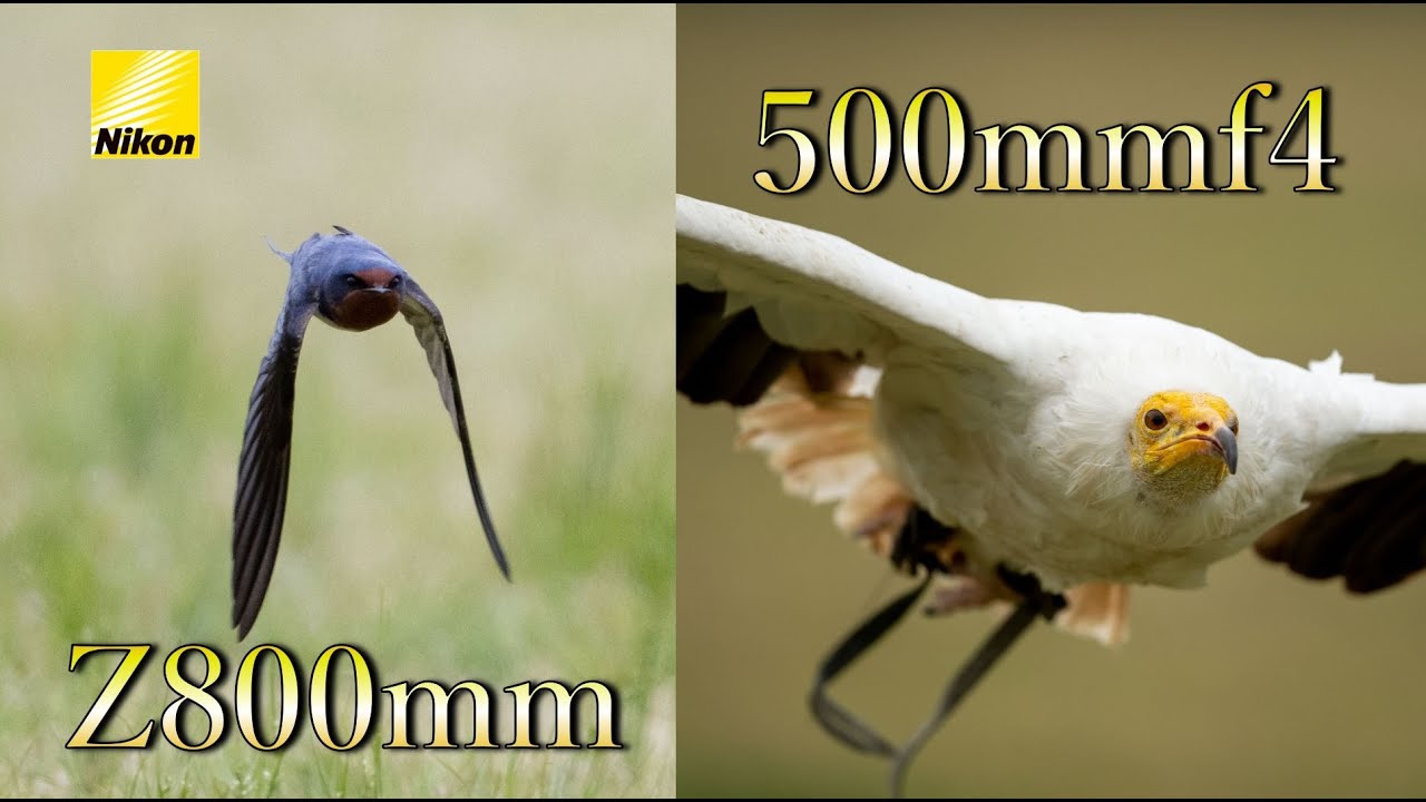 超望遠レンズ比較】Nikon Z800mmf6.3 vs 500mmf4 e fl - YouTube