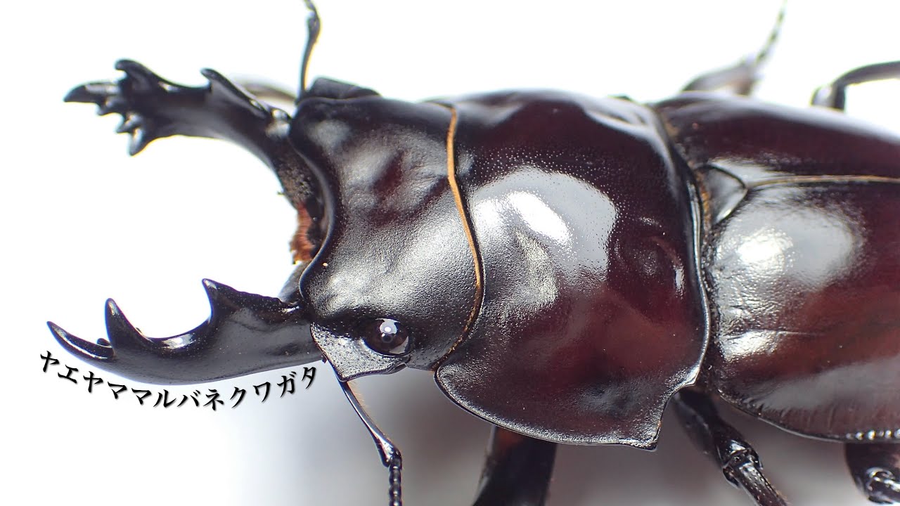 Unexplored rare species] Separating the cocoon of the Yaeyama