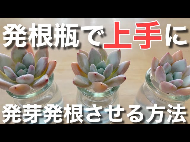 Succulents #Succulent plants #How to grow succulents [Succulents