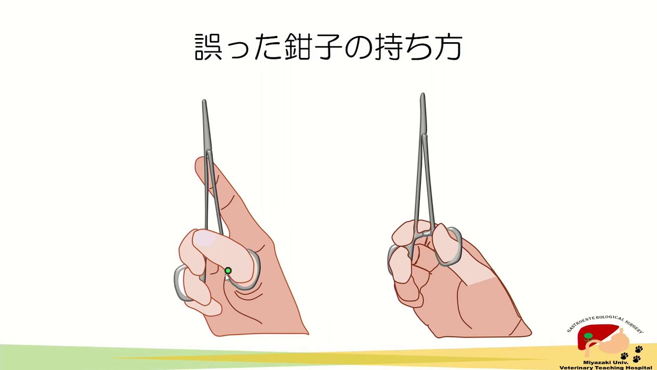イラストと動画で学ぶ軟部外科シリーズ 鑷子や鉗子の持ち方編 - YouTube