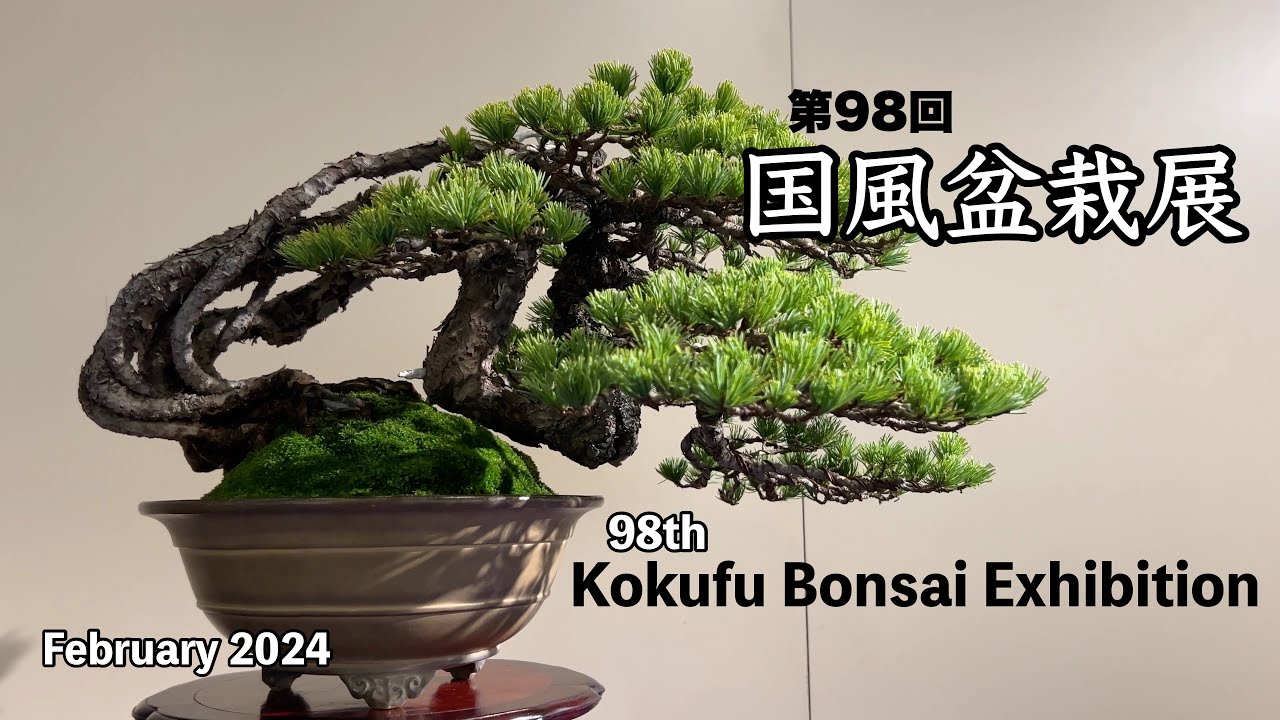 国風盆栽展 [short edited version]／Kokufu Bonsai Exhibition - YouTube
