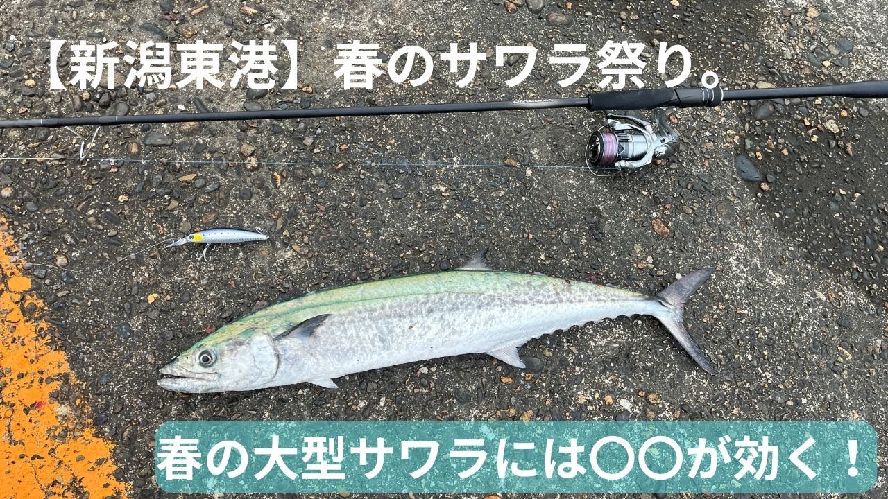 新潟東港】2025年春開幕！サワラ釣れてます！ショアジギング25.4.1