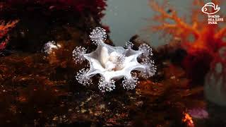 えさを食べる北極のクラゲ「マナニア・アトランティカ」：葛西臨海水族