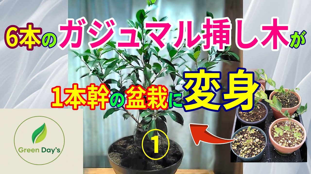 第1回ガジュマル石付き盆栽製作【Green Day's】2025年10月完成 完成