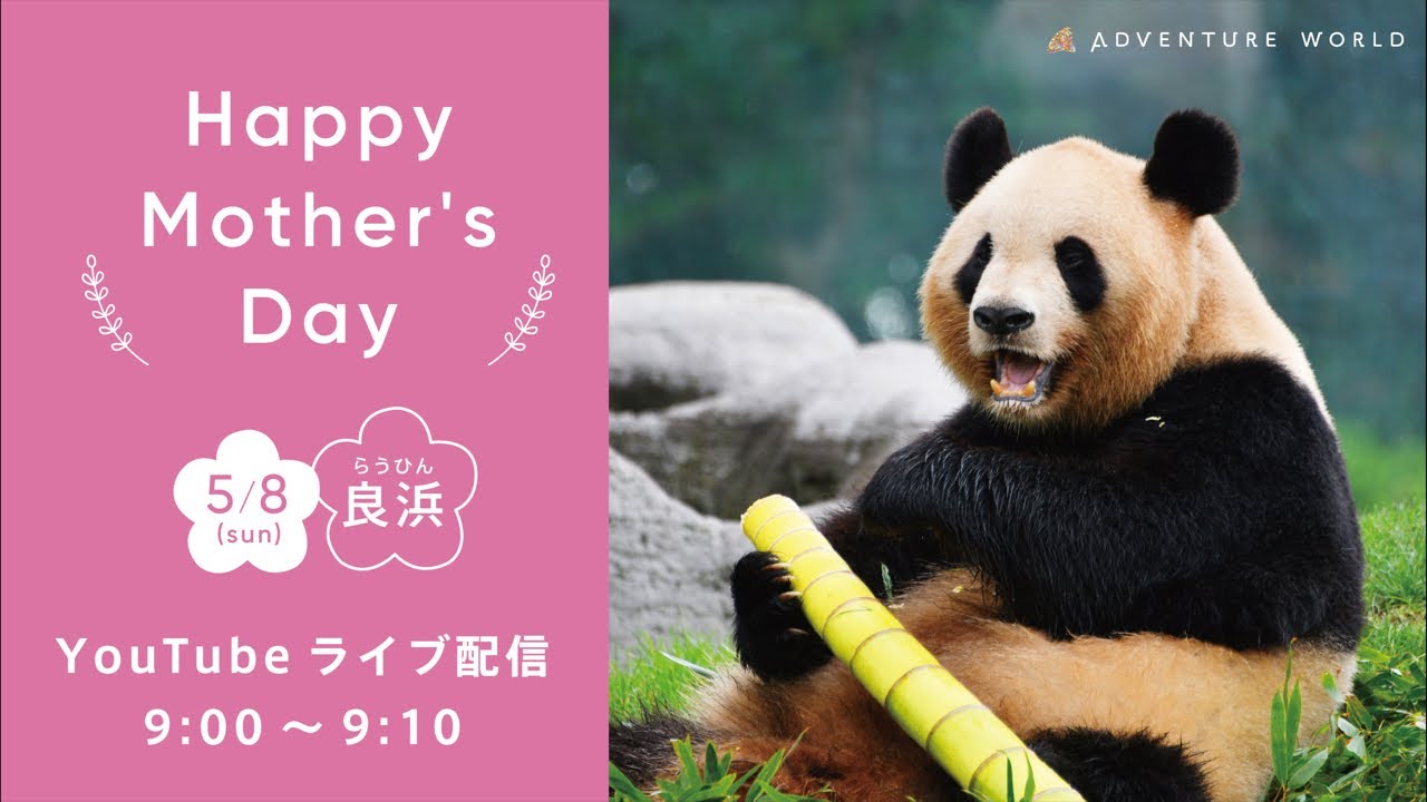 アーカイブ配信】お母さんパンダ「良浜」へ母の日のプレゼント - YouTube