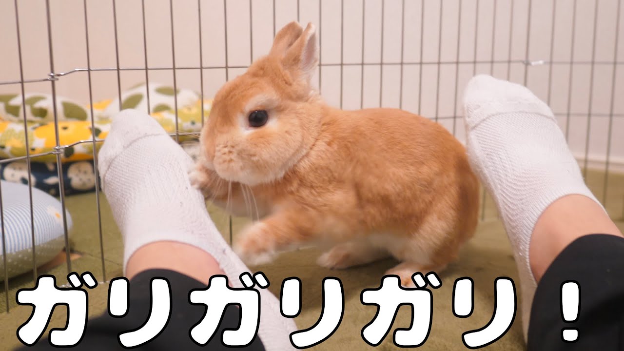 横になっていたら邪魔者扱いされてウサギに攻撃をくらいました泣【No