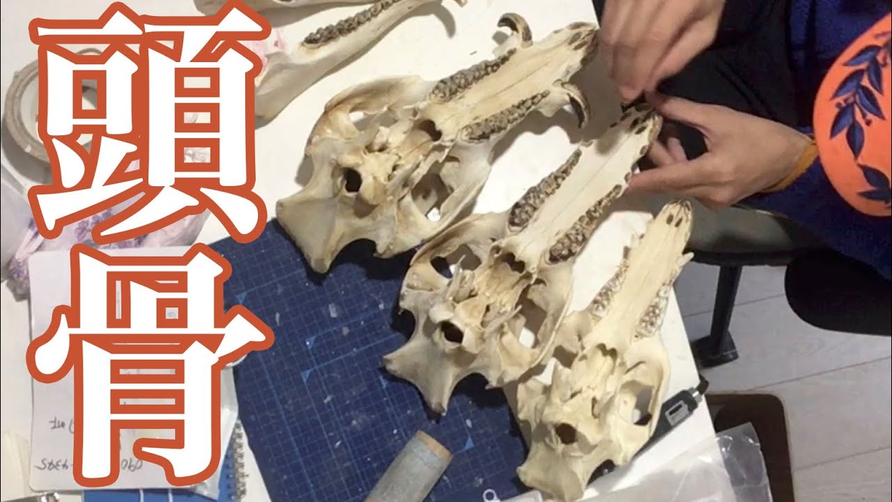 I made a wild boar skull specimen - Part 2 - YouTube