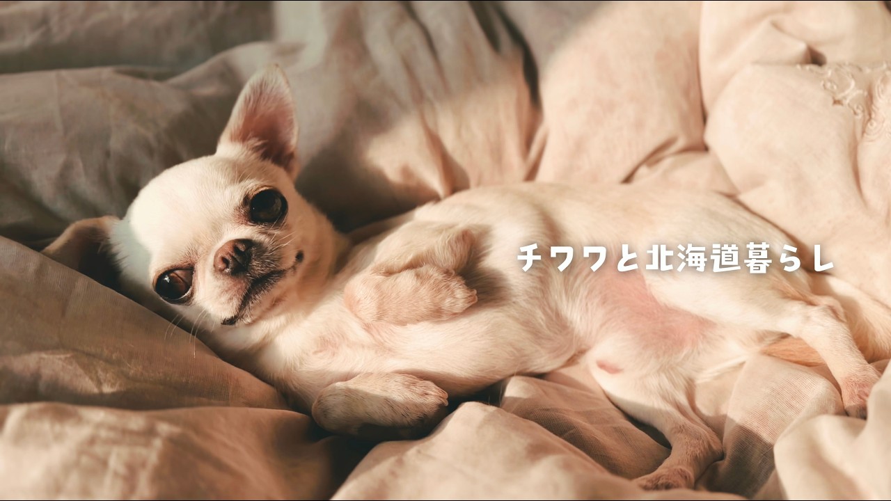 休日わんこエステ⁉️】恍惚の表情を見せるチワワ／しっぽぶんぶんして