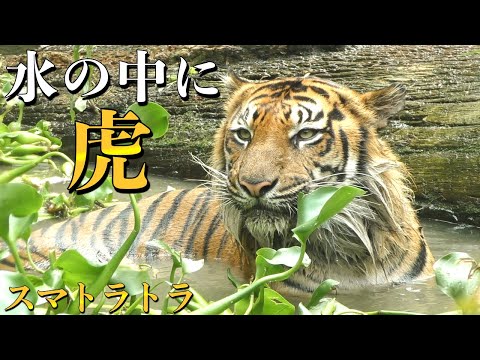 な*な様 虎 トラ 猫 残響 ムラサキ 原画 1点物 (2024年11月) な*な様