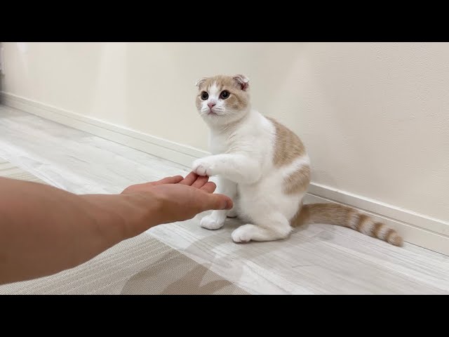 初めて子猫にお手を教えてみたら反応がかわいすぎたwww - YouTube
