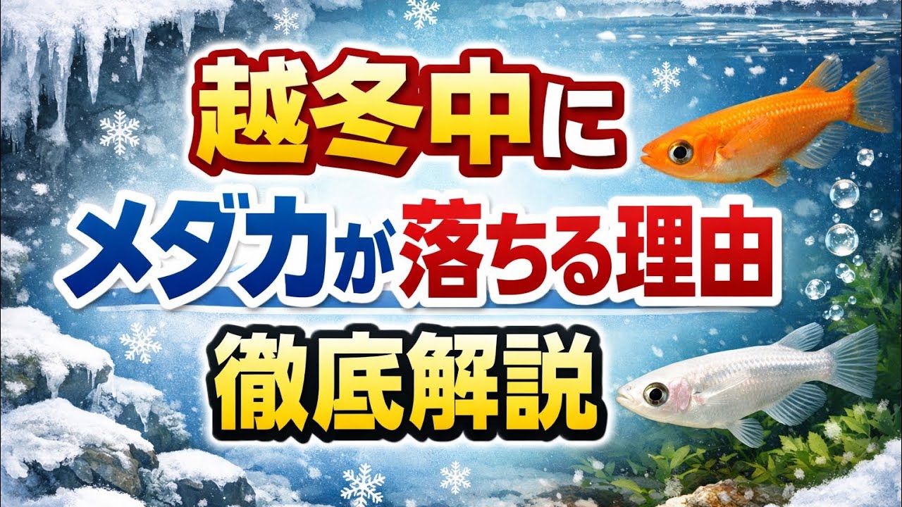 Overwintering success rate below ◯◯ needs improvement [Medaka