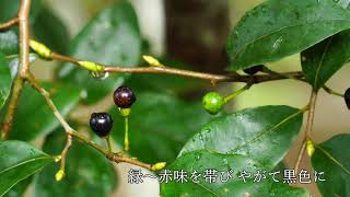 山採り自然樹形 お庭必須アイテム] ヤマコウバシ実 2021 - YouTube