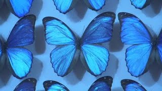 珍しい昆虫1100匹大集合！ 目玉は「モルフォ蝶」青く光る美しさは”世界