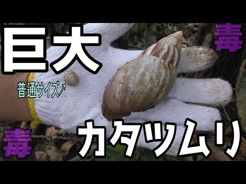 Catch the world's largest snail! [Danger] - YouTube
