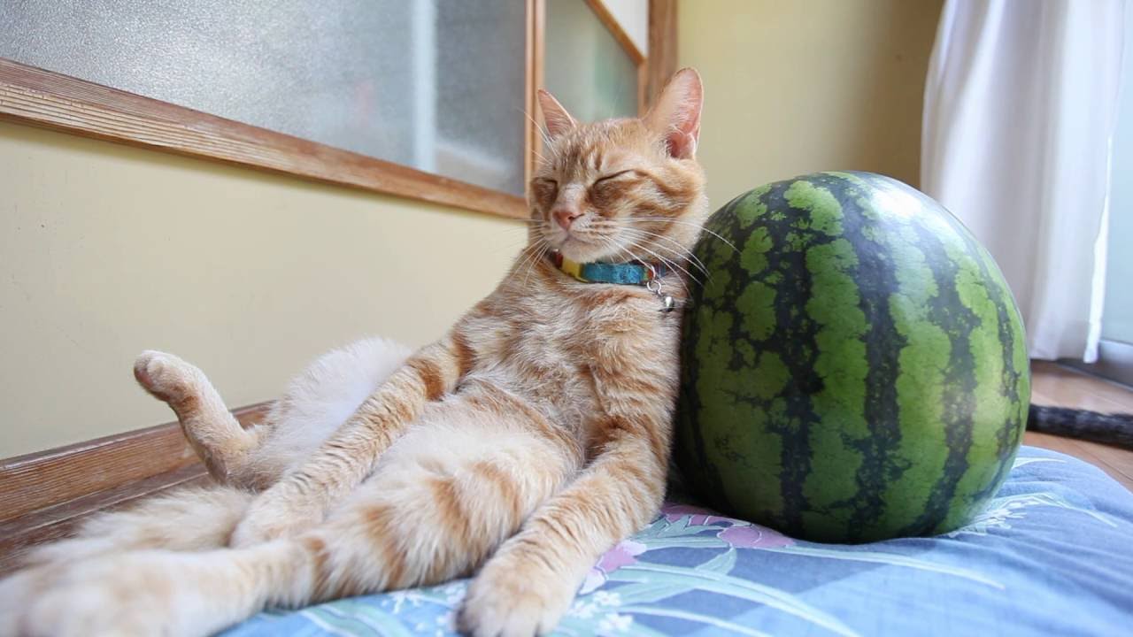 スイカ大サイズ！手作り額付き作品 title「プカプカ猫」 ラス1❗️300