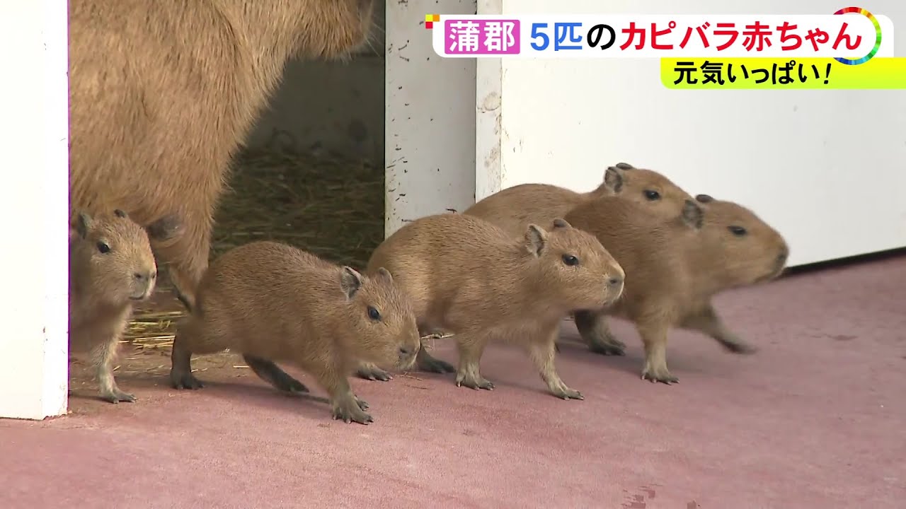 母親の周りをよちよち歩く…10/12に生まれたカピバラの赤ちゃん5匹を
