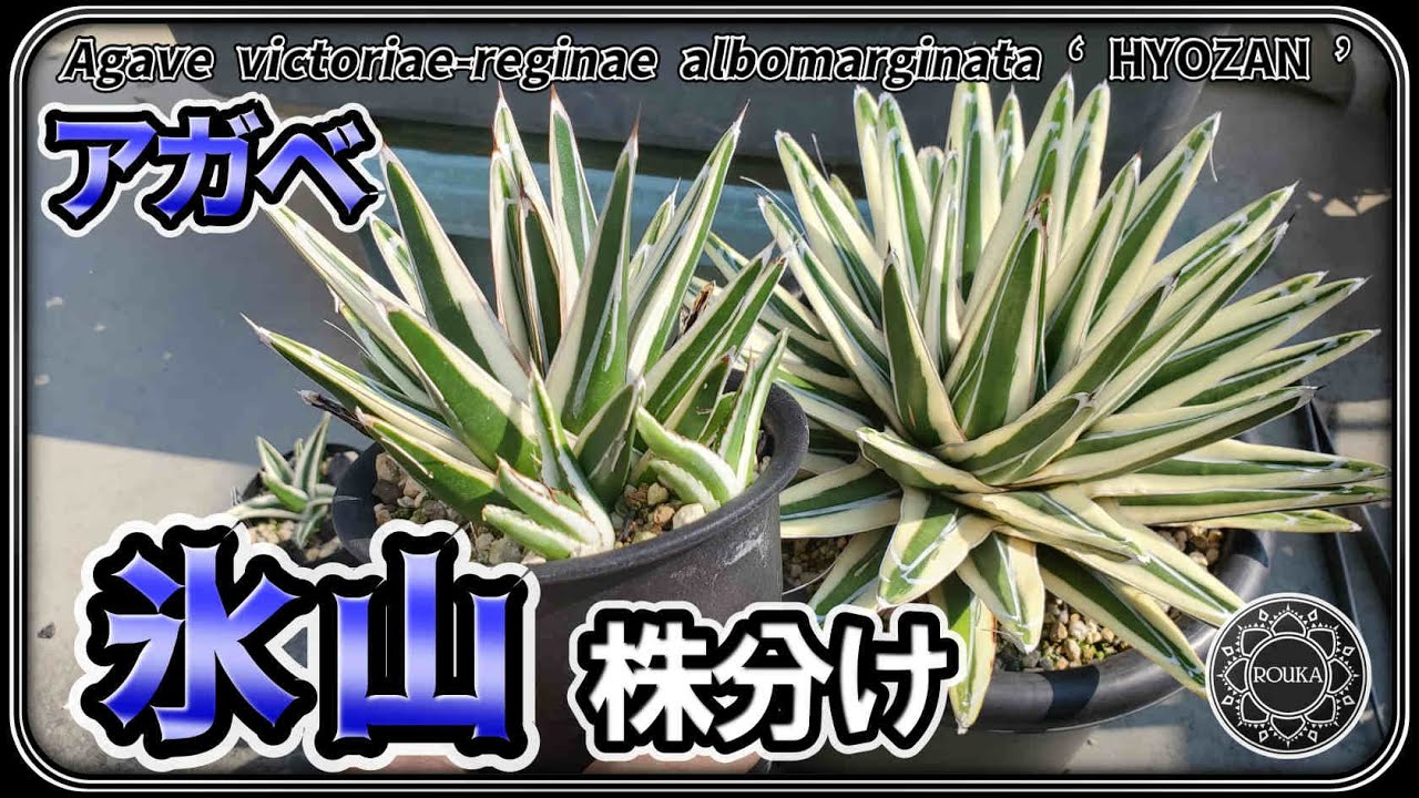 アガベ 氷山】氷山の株分けとその後の管理【Agave】【多肉植物】 - YouTube