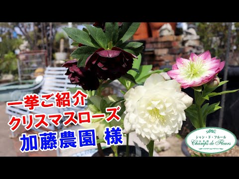 New Arrivals and Introductions] The Amazing Flower Colors of