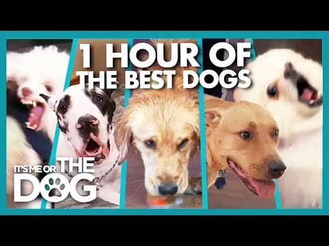 The Most Aggressive Dogs of 2024 | It's Me or The Dog - YouTube