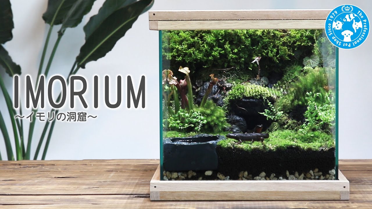 チャーム】イモリウム～イモリの洞窟～ テラリウム charm動画 - YouTube