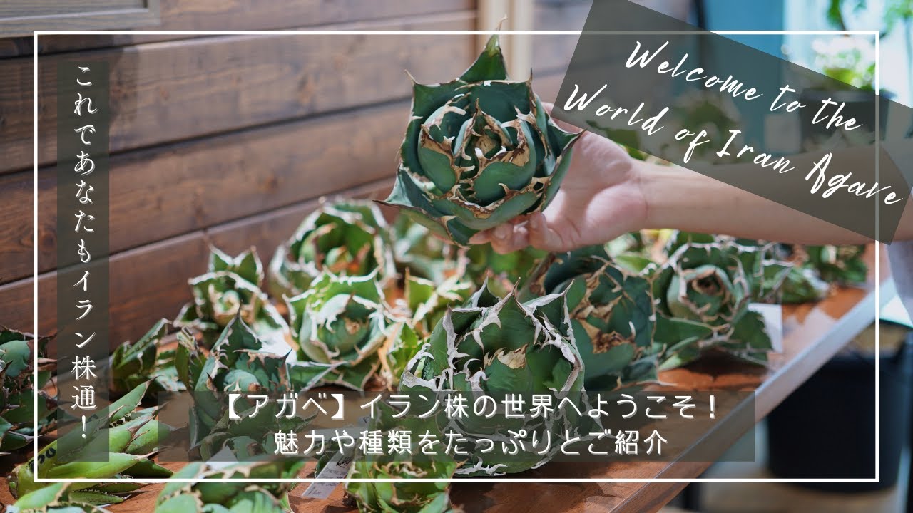 アガベ】イラン株の世界へようこそ！イラン株の魅力や種類をたっぷりと