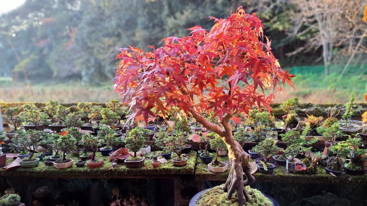 野菜畑の片隅で育てたイロハモミジ(2022) ♯374 - YouTube