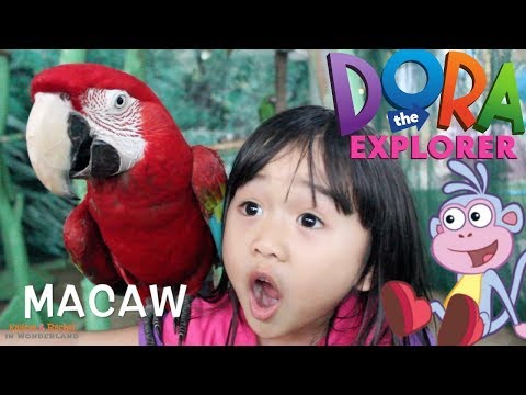 Rachel the Explorer meet Boots | Rachel in the ZOO - YouTube
