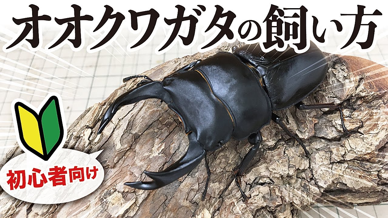 オオクワガタ】初心者向けの飼育ガイド！寿命は？長生きのポイントや