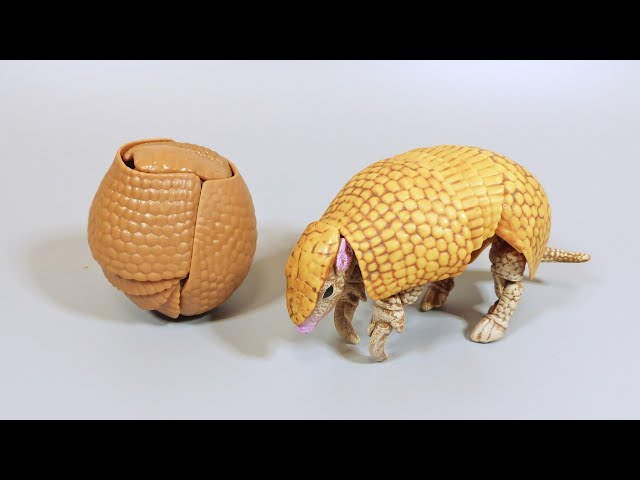 だんごむしガチャのミツオビアルマジロを紹介するよ【いきもの大図鑑