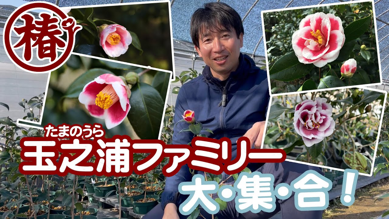 椿【玉唐子・たまからこ】咲き始めました♪ | 椿心 佐藤椿園 小さな