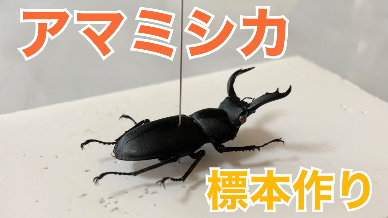 標本】アマミシカクワガタの標本を作ってみよう！！ - YouTube