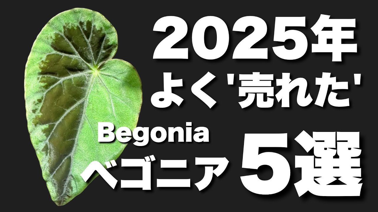 ベゴニアsp テムユク