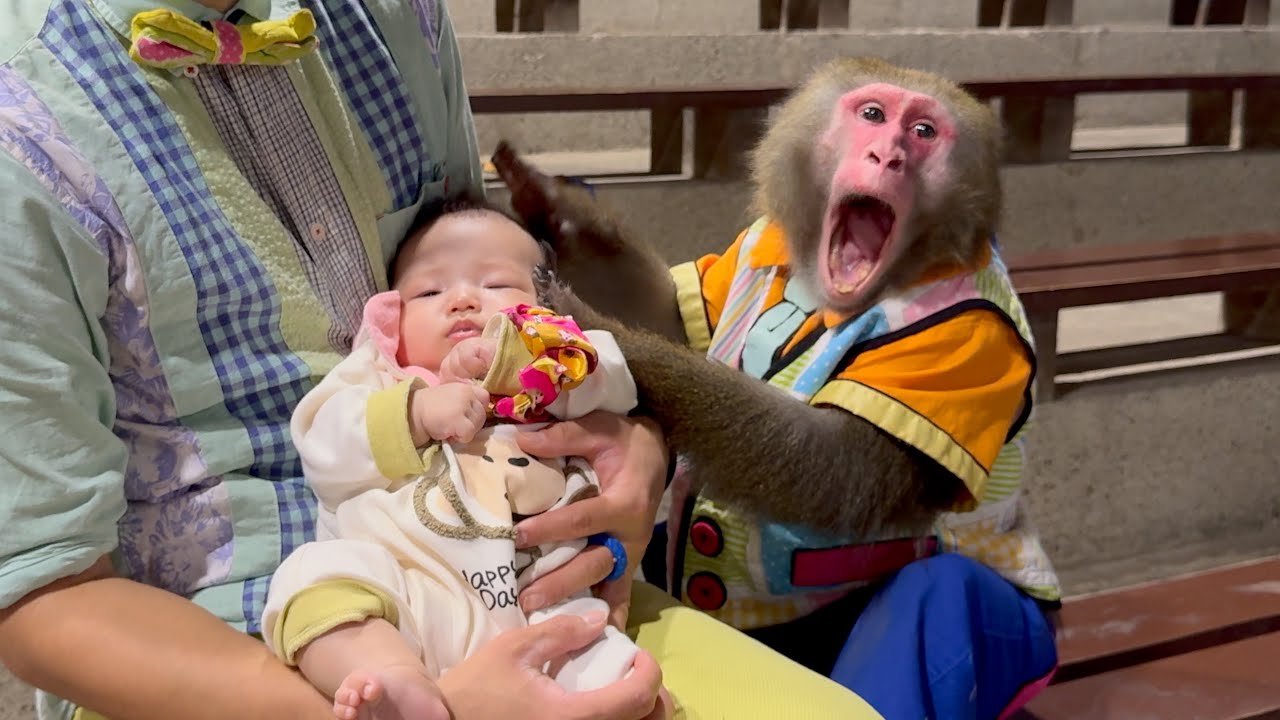 Japanese macaques are amazing at soothing human babies - YouTube