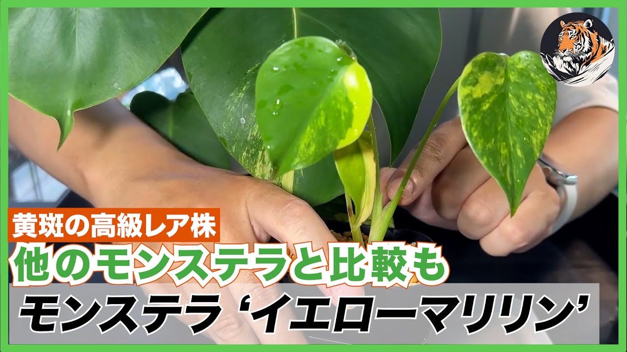 Monstera] I bought a super rare and luxurious Monstera Deliciosa