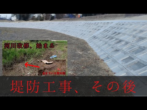 What happened after the renovation of the rare species habitat