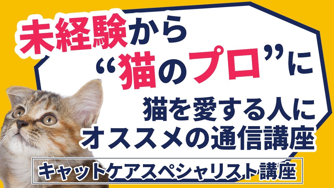 キャットケアスペシャリスト講座|通信教育講座で資格なら「ヒューマン