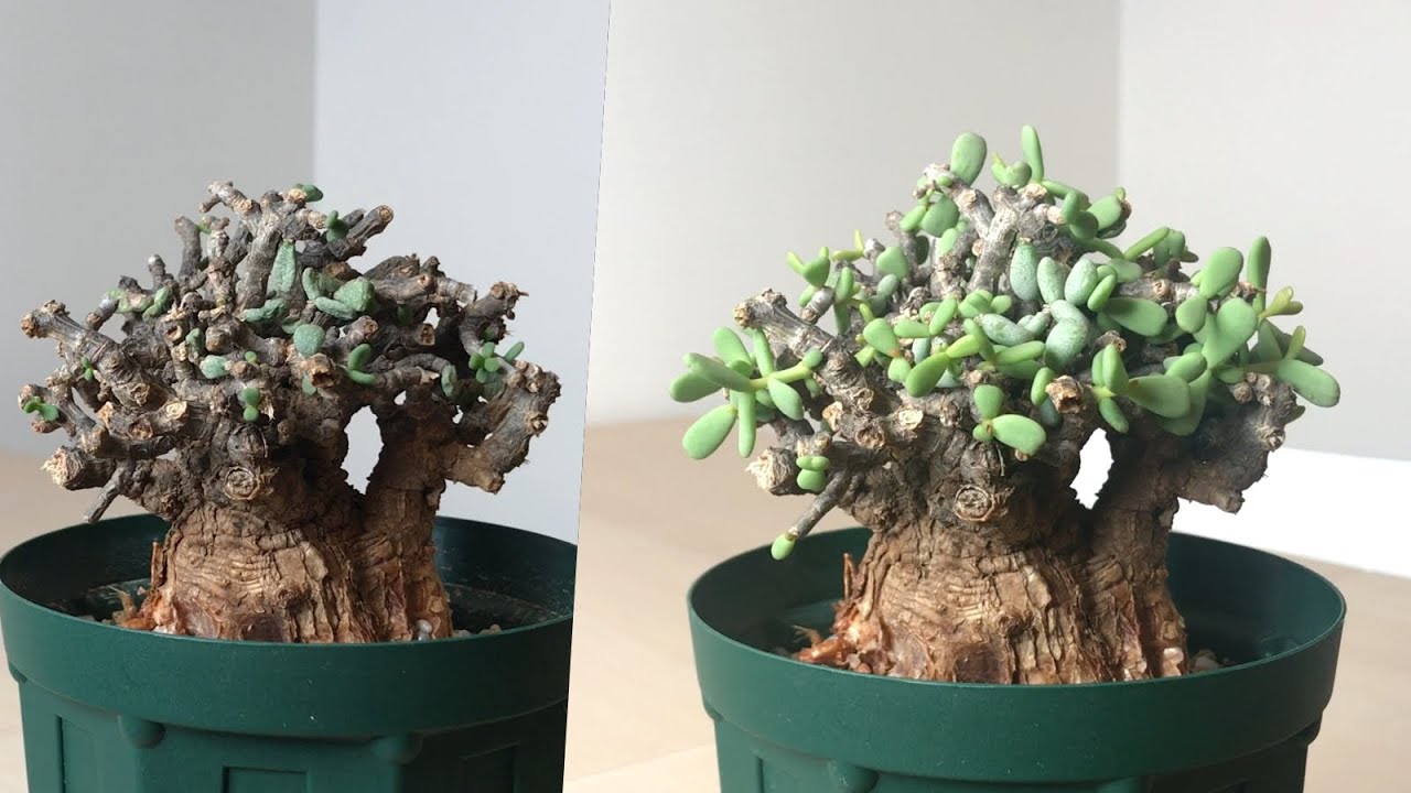 No way mold! What happens? Rooting management of Ceraria pygmaea③