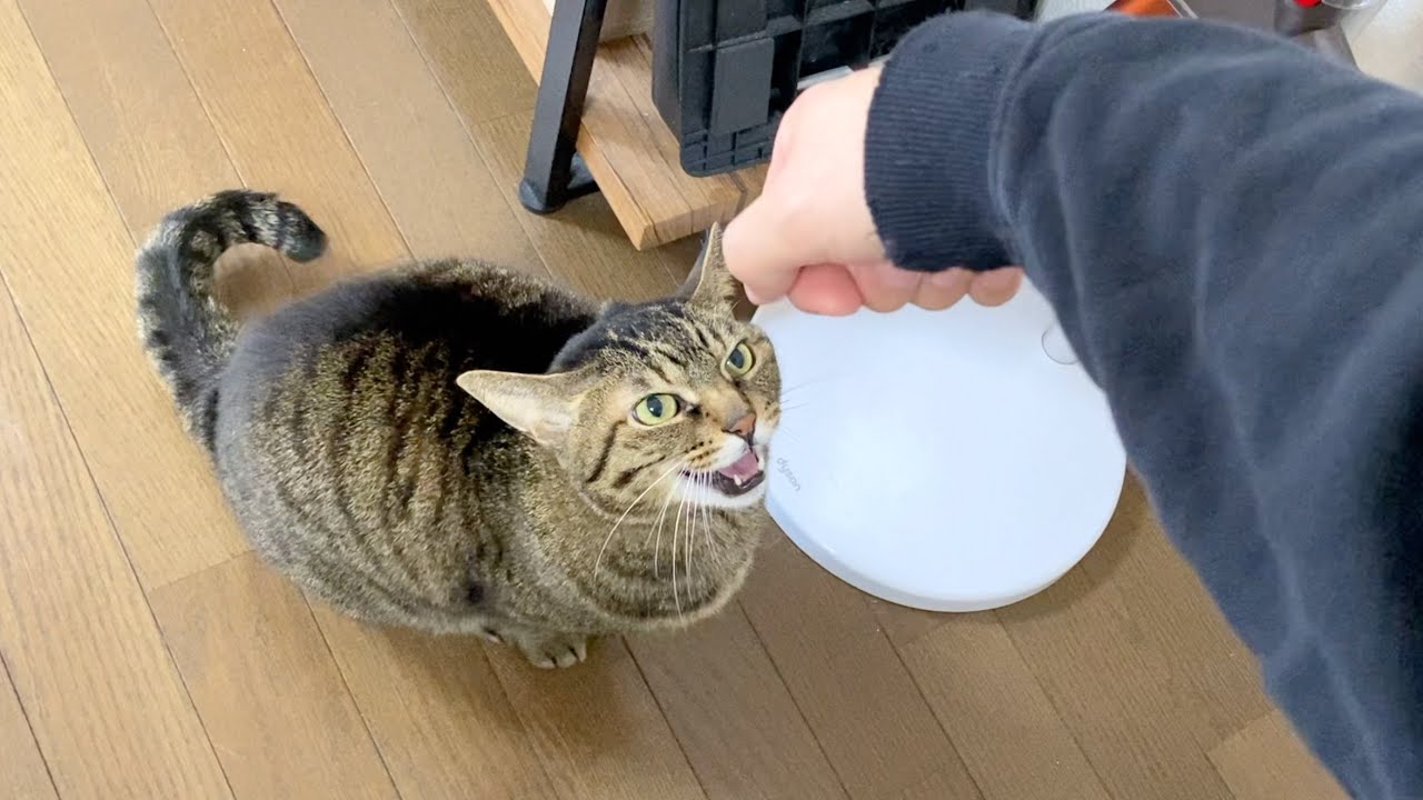 I've finally tamed that ferocious cat completely! - YouTube