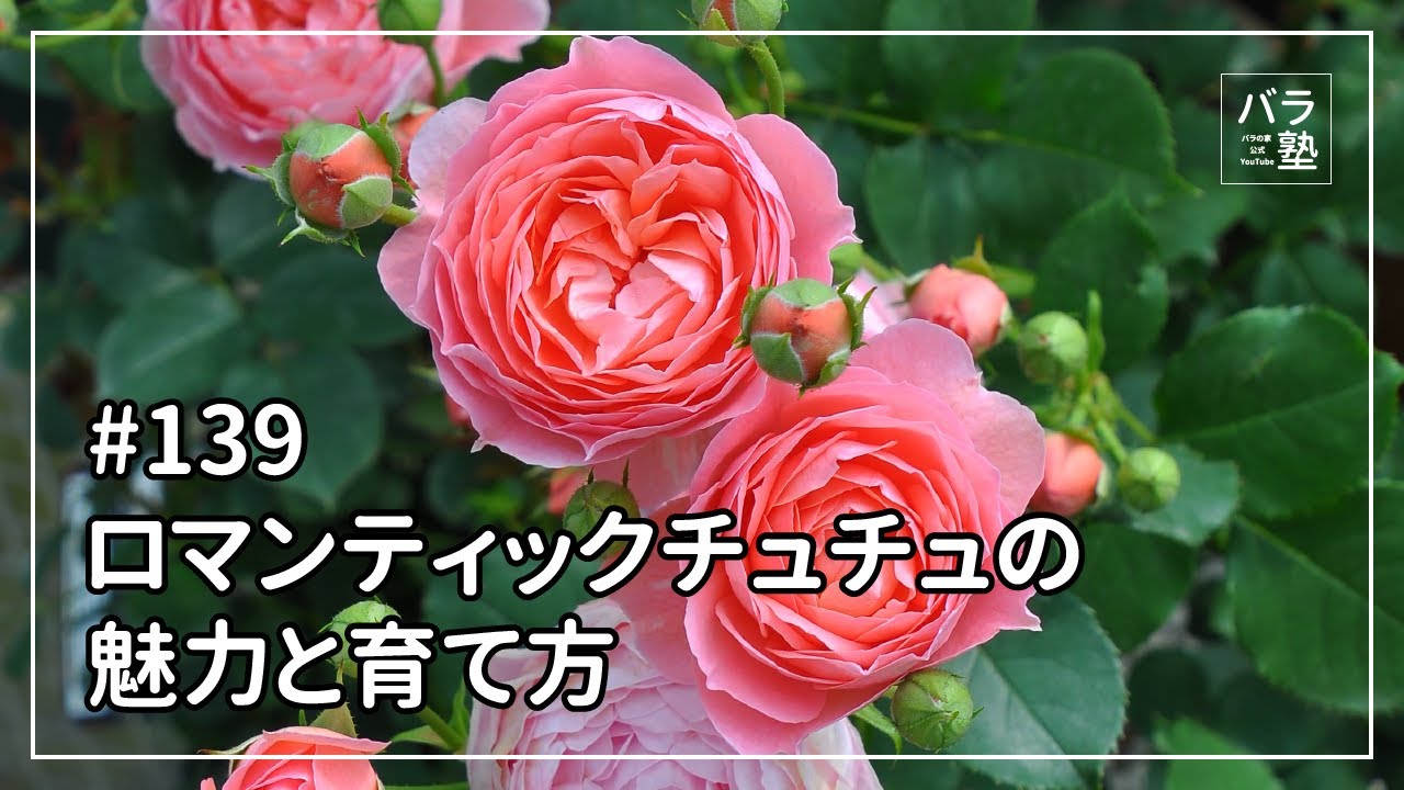 バラ苗【中苗】ロマンティックチュチュ 国産苗 6号鉢植え品［農林水産