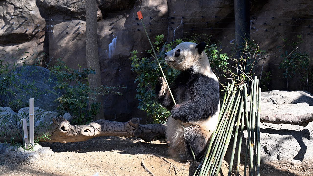 2025.02.21 今日のパンダ（3772日目）[8K] - YouTube