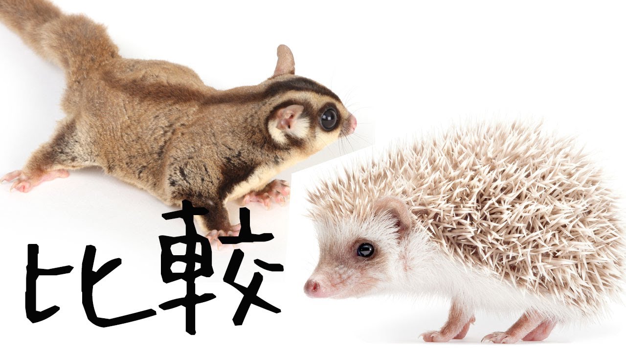 フクモモとハリネズミはどっちが飼いやすい？習性、におい、費用、寿命