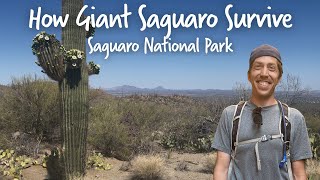 How Giant Saguaro Cacti Survive and Thrive the Desert - Saguaro
