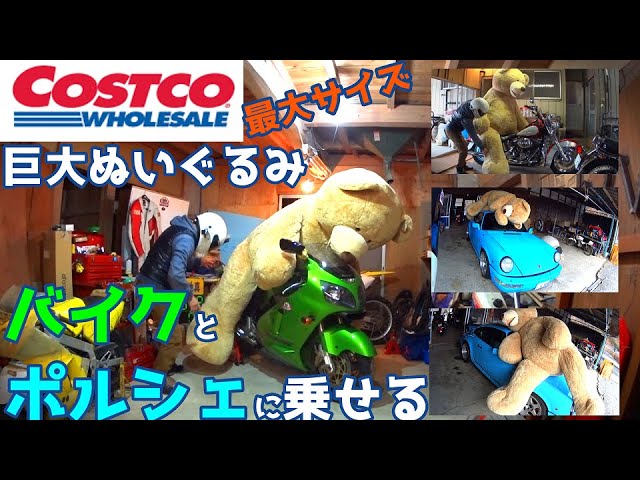 Costco's super-giant stuffed animal [Put it on a motorcycle and a