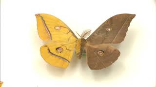 High school boy discovers mixed male and female 