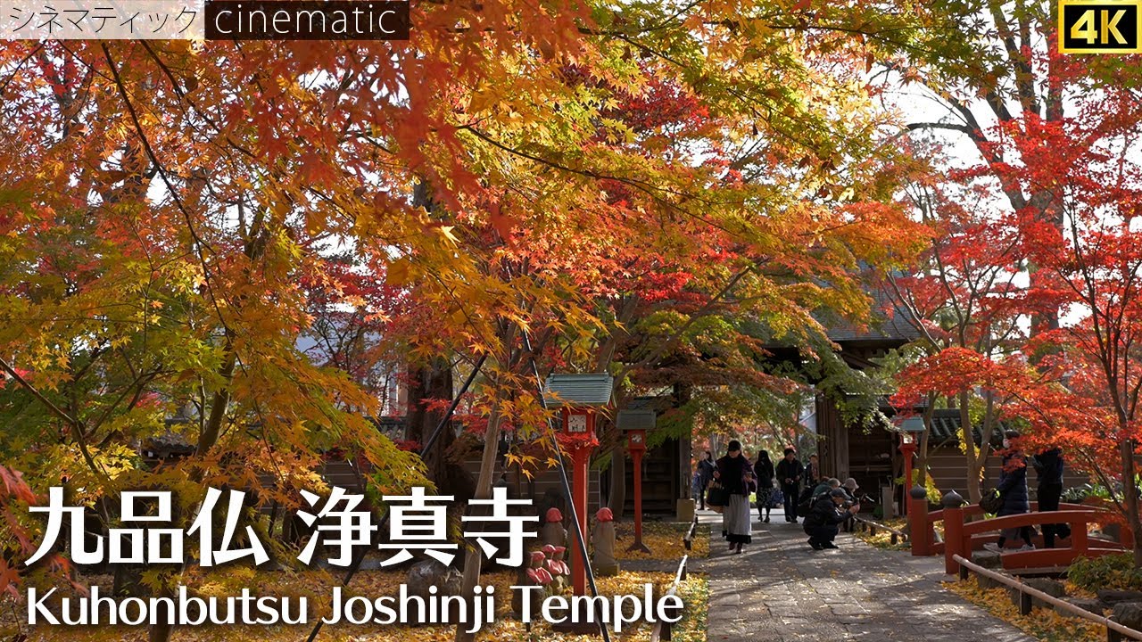 紅葉 2024】紅葉が美しい！ 九品仏 浄真寺 シネマティック Beautiful