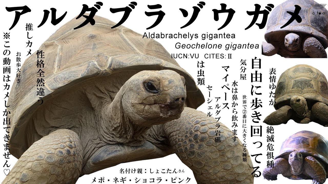 アルダブラゾウガメ】好きのための動画 - YouTube
